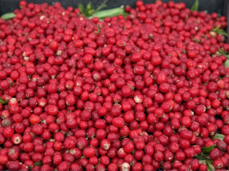 Rose Peppercorn: Flavor Profile and Culinary Uses Explained