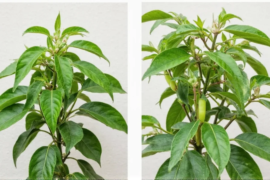 Side-by-side comparison of healthy pepper plant with proper irrigation versus plant showing blossom end rot from inconsistent watering