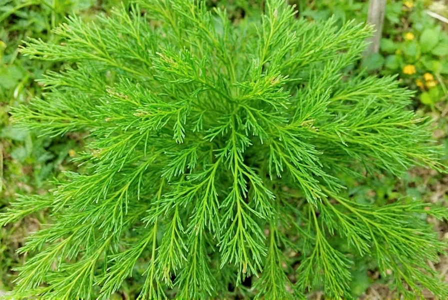 Dill Seeds Sprinkled on Table