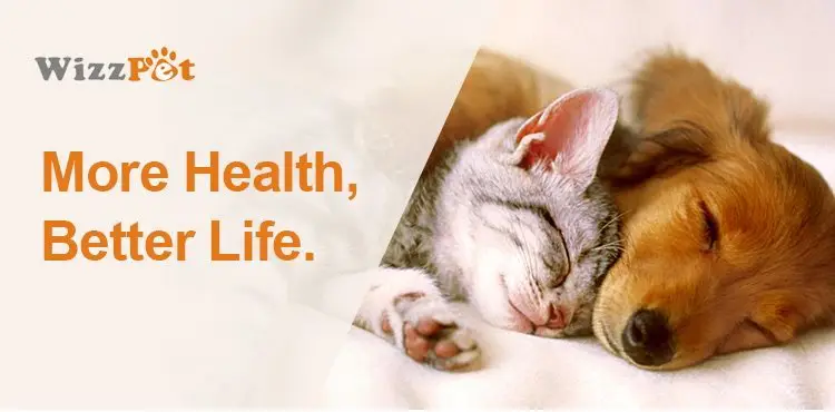 puppy pad manufacture