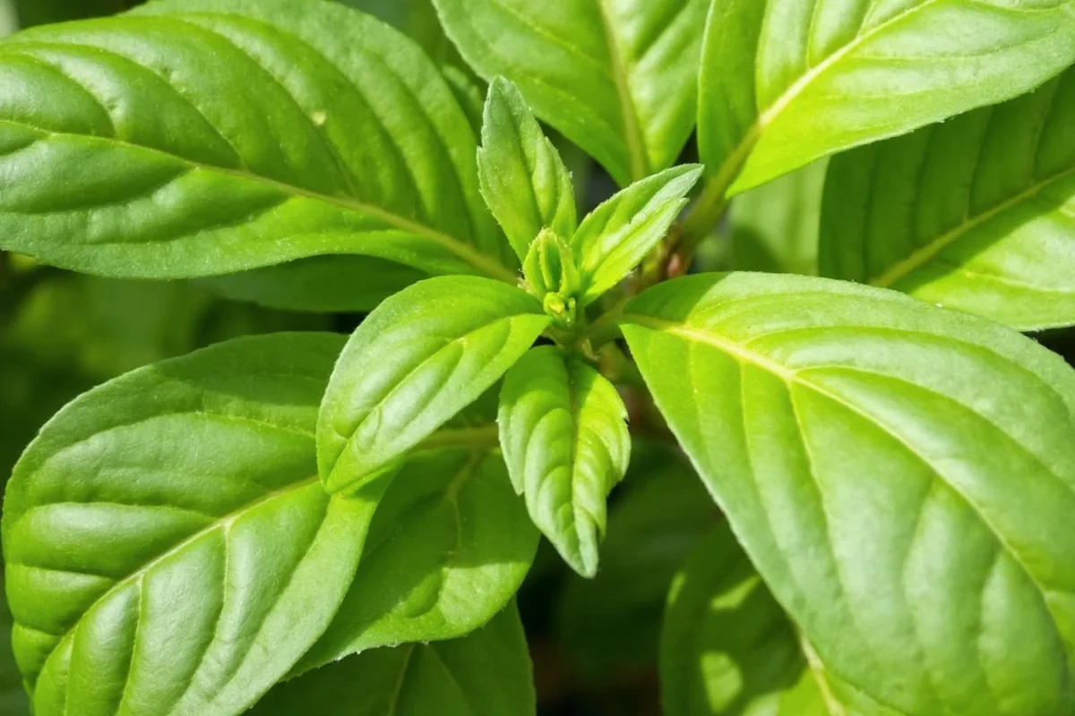 how much sun basil plant
