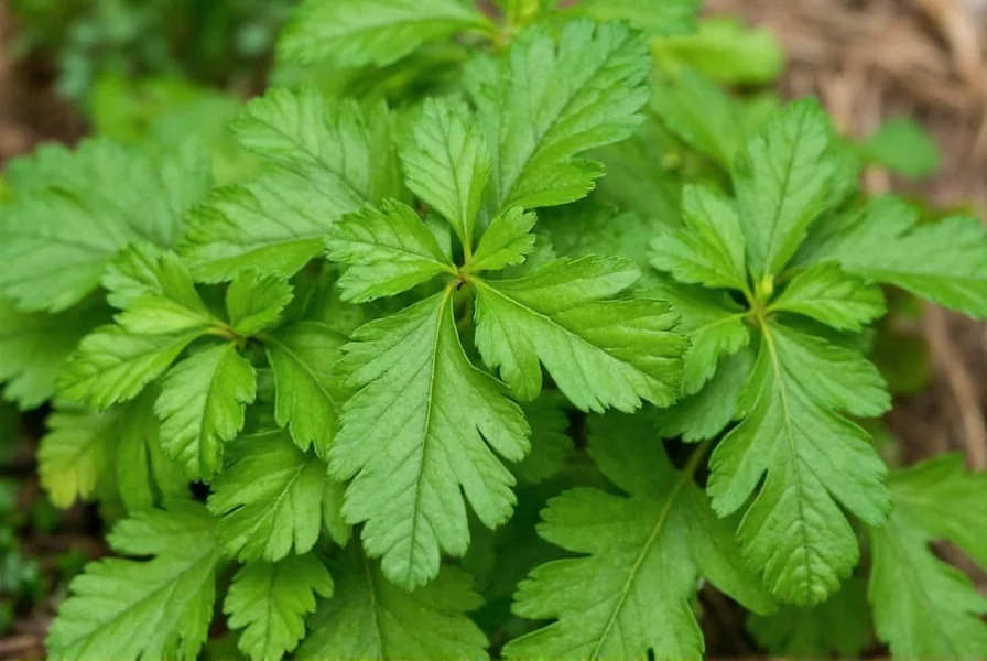 Is Cilantro Coriander? Same Plant, Different Names Explained