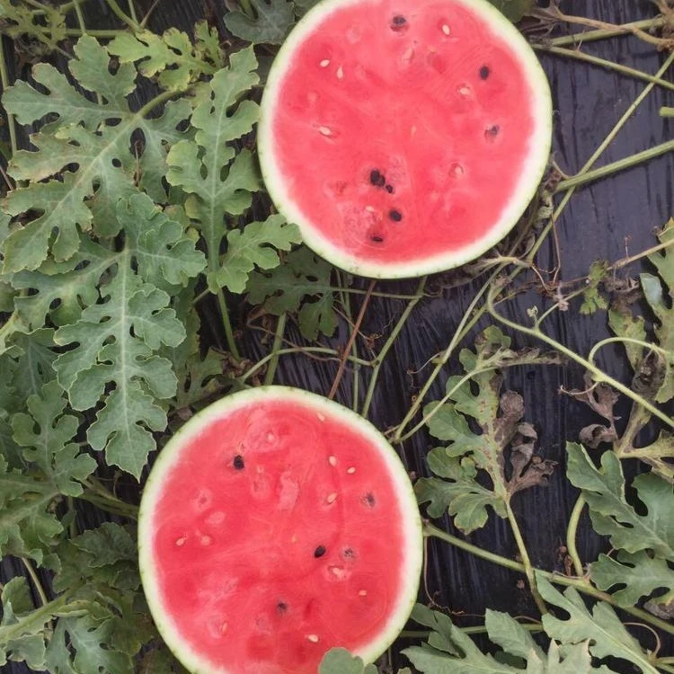 
2020 Wholesale Fresh summer fruits fresh watermelon 