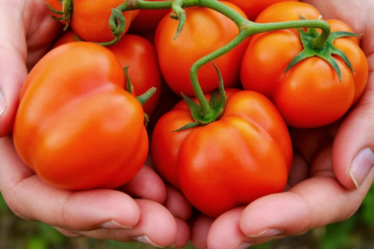 can bell peppers and tomatoes be planted together