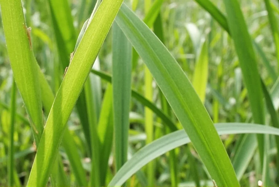 Clove grass growing as ground cover between garden stones