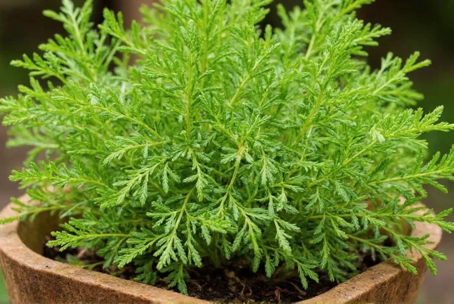 Caraway seeds next to measuring spoon