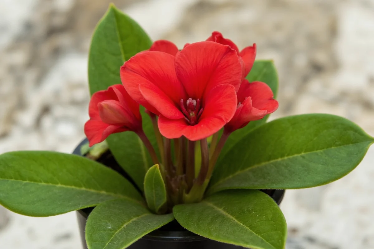 how to care for a cyclamen plant indoors