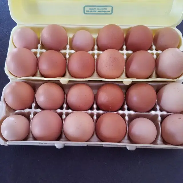 
Chicken Eggs Ostrich Eggs, Chicken Eggs, Turkey Eggs Fresh Table Eggs Brown And White Farm Fresh Chicken Eggs 