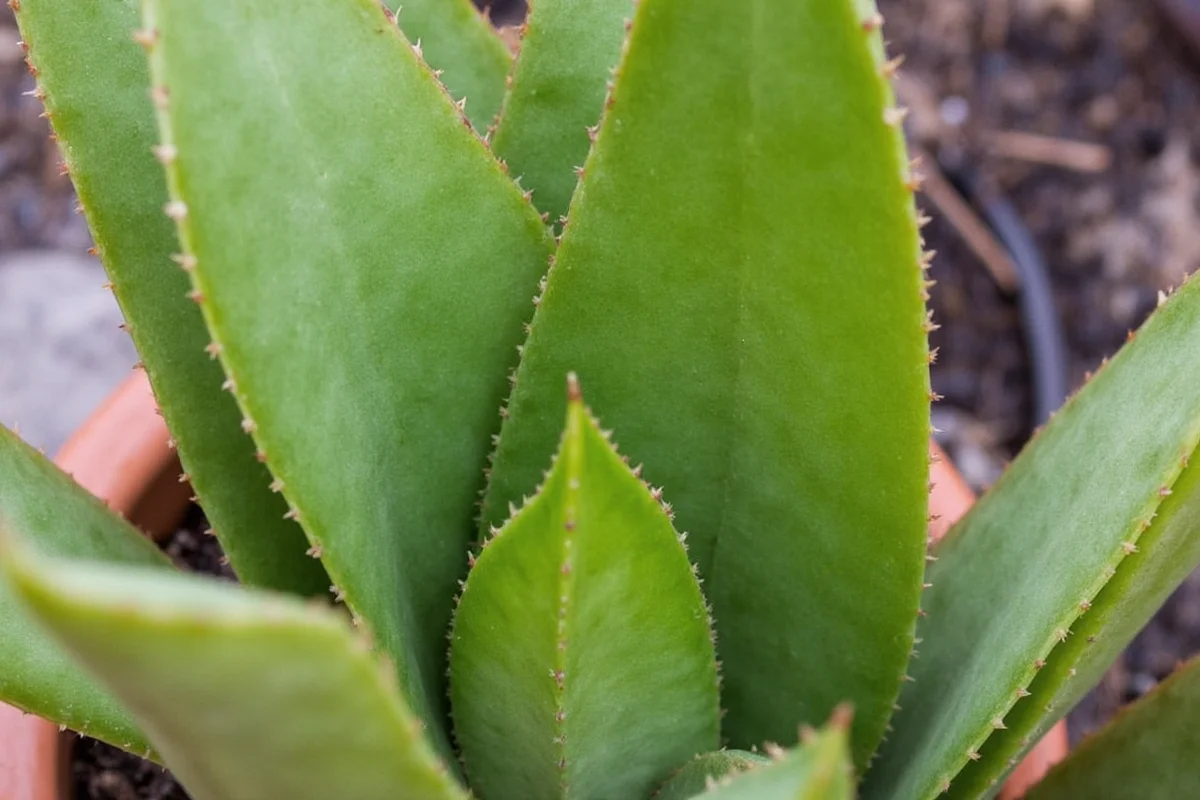 are snake plants succulents