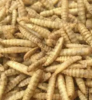 Black soldier fly.jpg