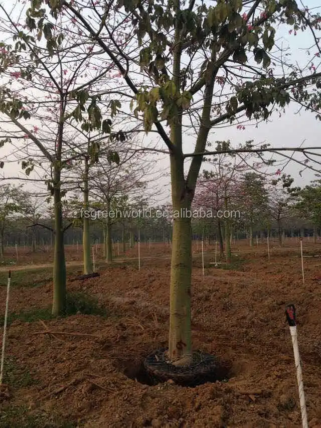 Chorisia Speciosa Silk Floss Tree Buy Chorisia Speciosa Silk Floss Tree Chorisia Landscape And Project Trees Chorisia Speciosa Bombax Plants Product On Alibaba Com