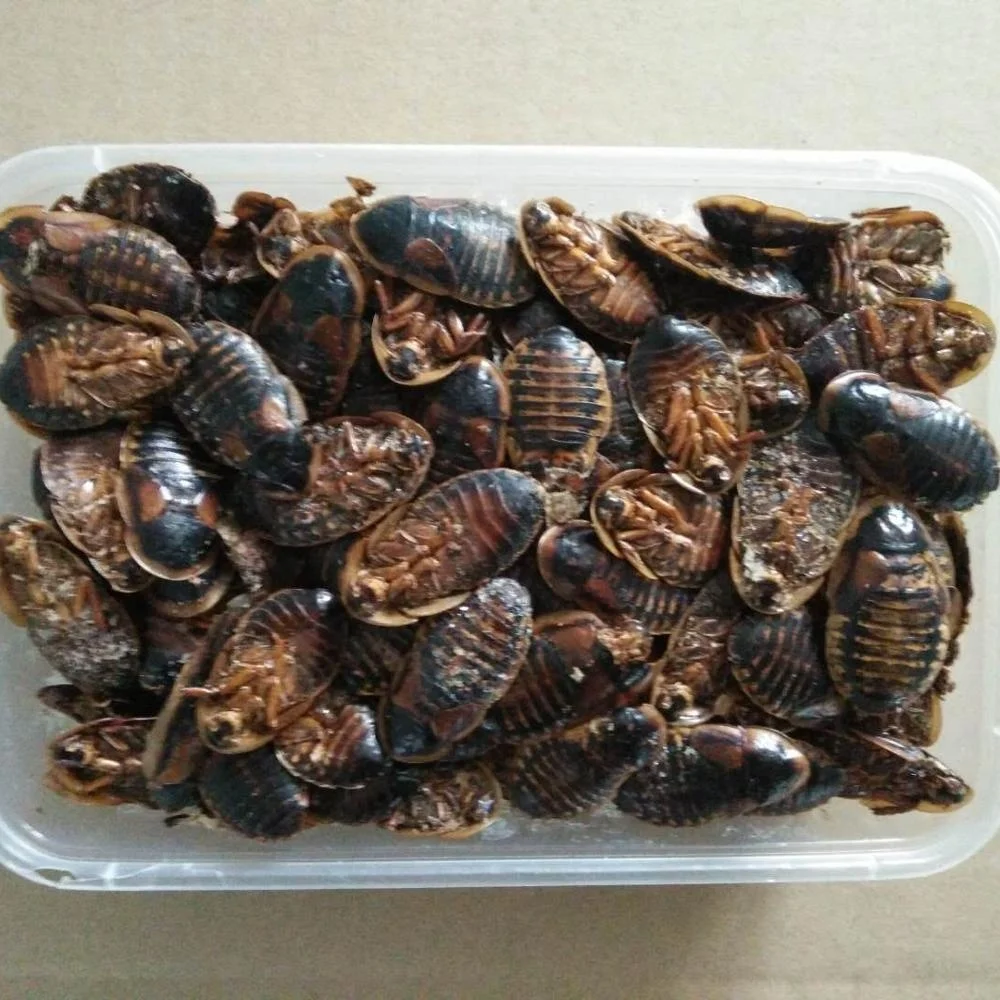 
Frozen Feeder Dubia roaches for birds geckos lizards reptile pet treats 