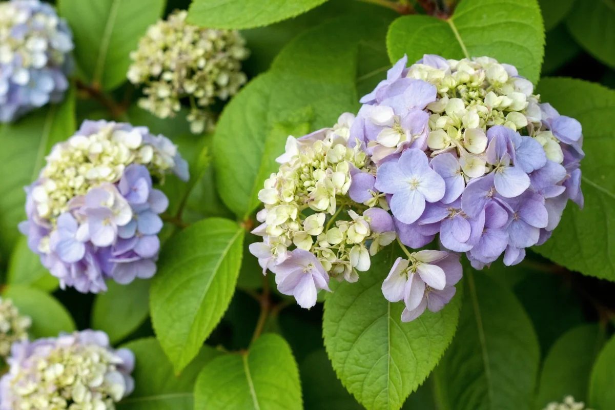 how to cut back a hydrangea plant