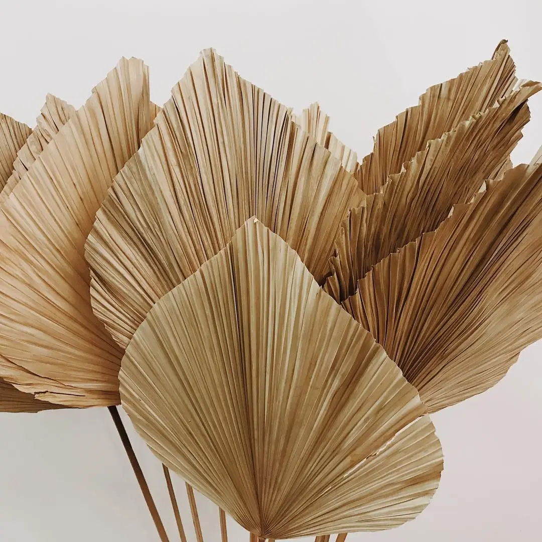 China Classical style Dried Leaf Dried Palm Leaves For Art 