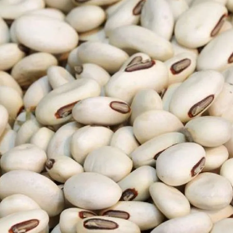 best premium-quality navy pea beans (white pea beans) available