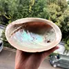 Wholesale natural unprocessed large size abalone shell China exports variety of shells
