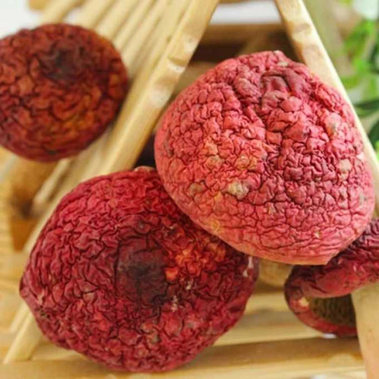 
Low price pollution-free Russula vinosa Lindbl Mushroom 