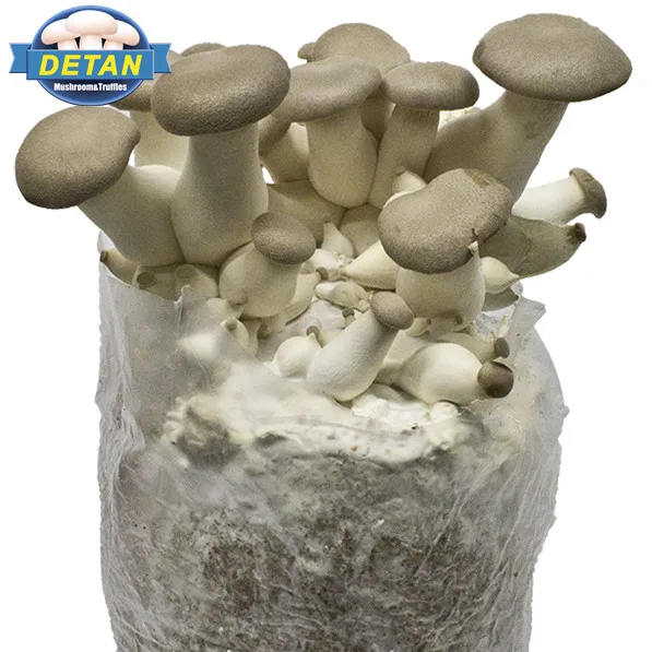
DETAN oyster Mushroom spawns/logs/bags/grow kits (offer Professional technical guidance ) 