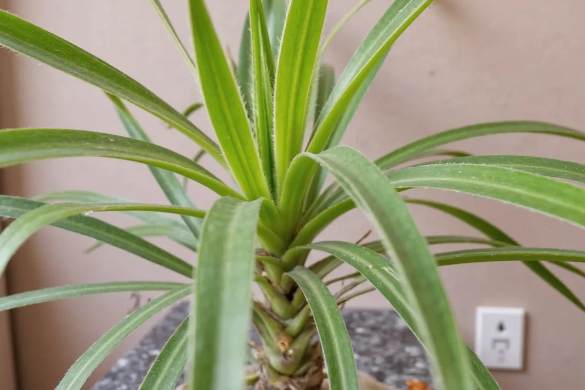 how to prune spider plant