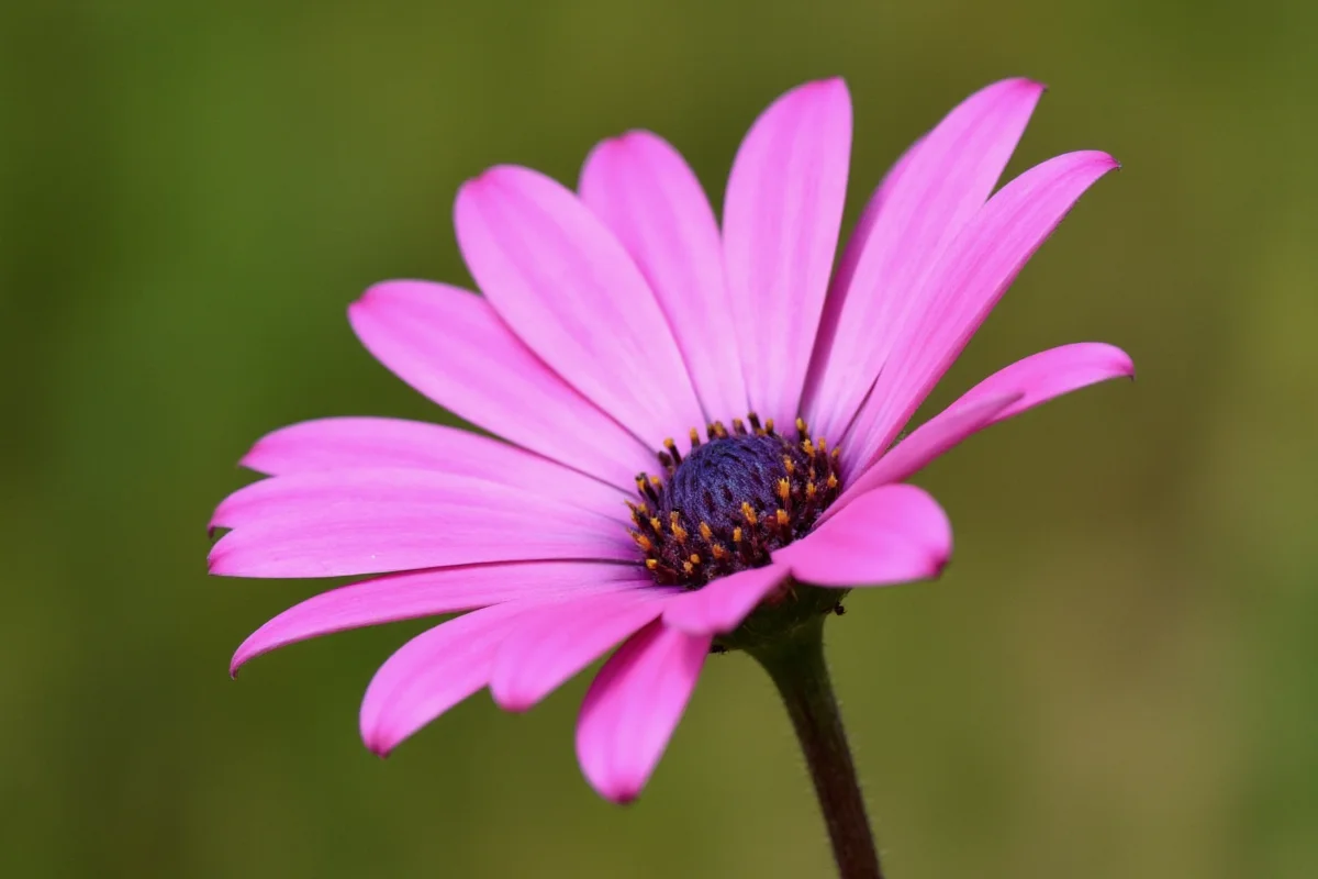 0909 michaelmas daisy