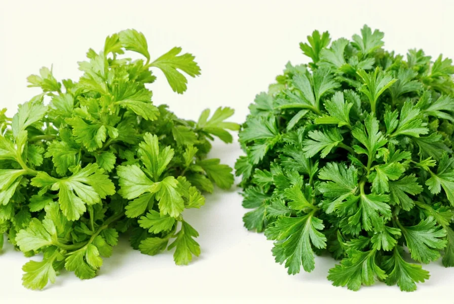 Final showdown illustration of cilantro and parsley