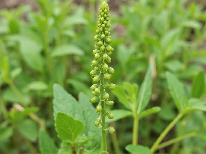 Lentil Plant: Characteristics, Growth & Cultivation Guide