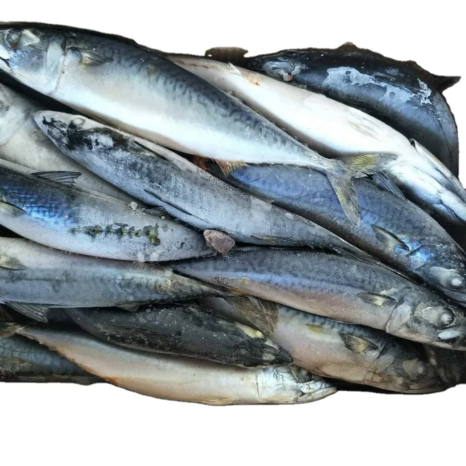 
Good Sale Frozen Pacific Mackerel 