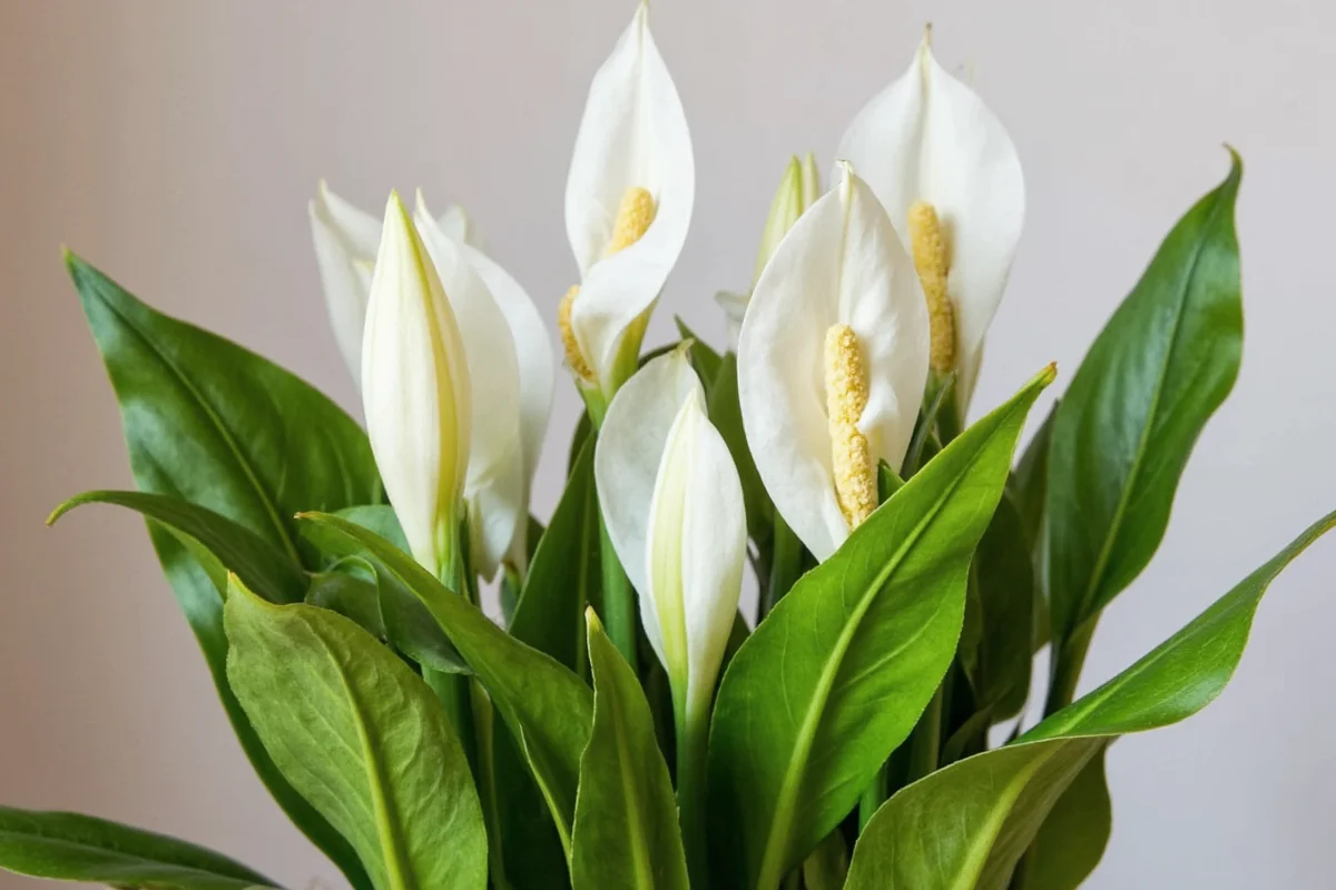 How To Grow Peace Lily Plant Care Guide 2025