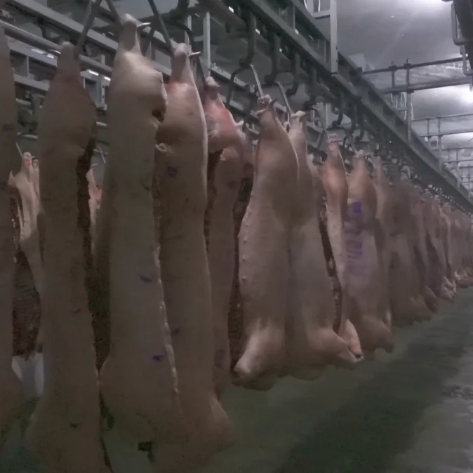 Automatic slaughterhouse sow slaughterhouse with pork slaughterhouse meat processing and slaughtering equipment