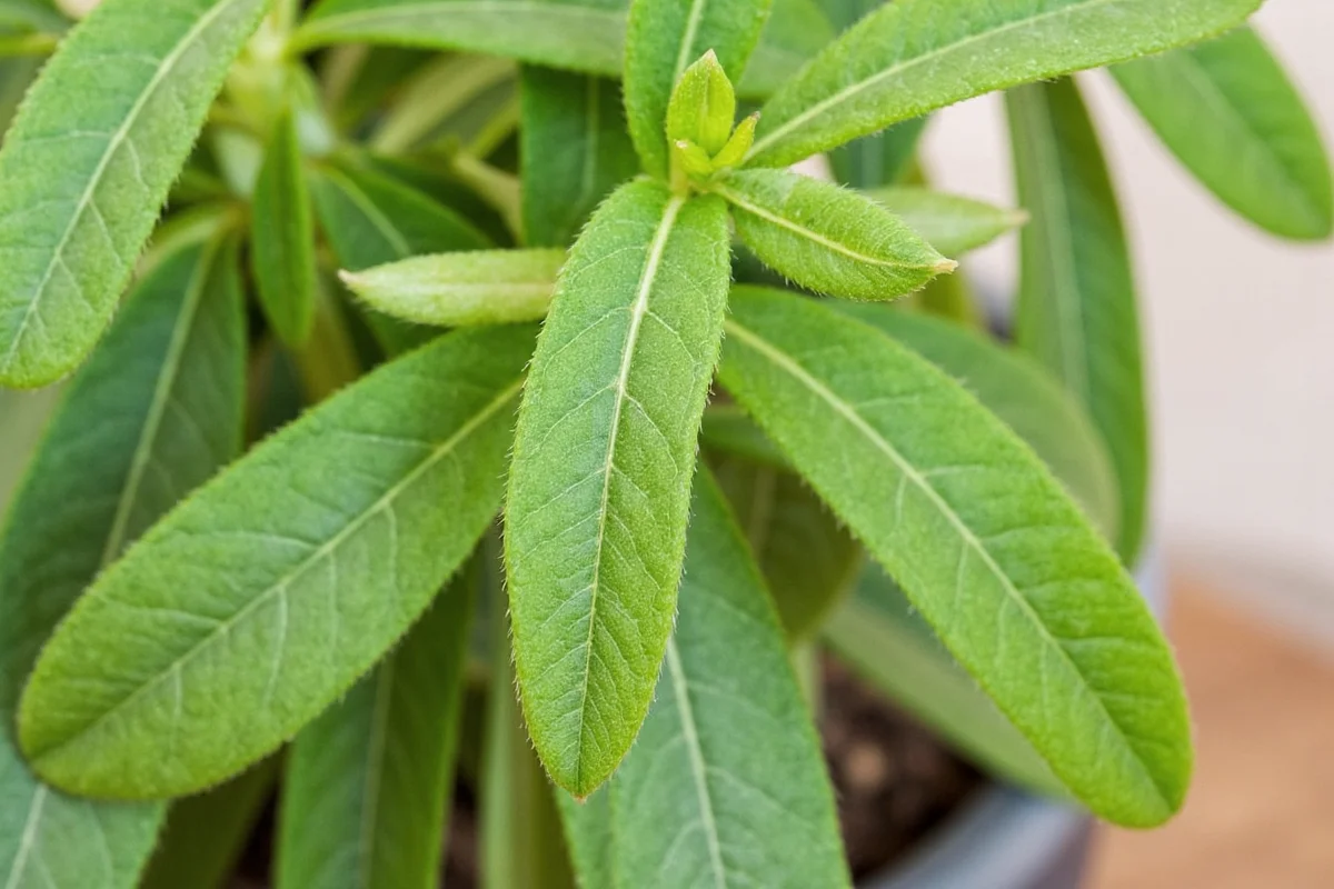 how to care for sage plant