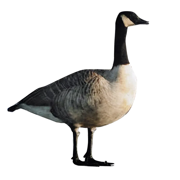 

Wholesale Grey Plastic Corrugated Decoy Goose decoys