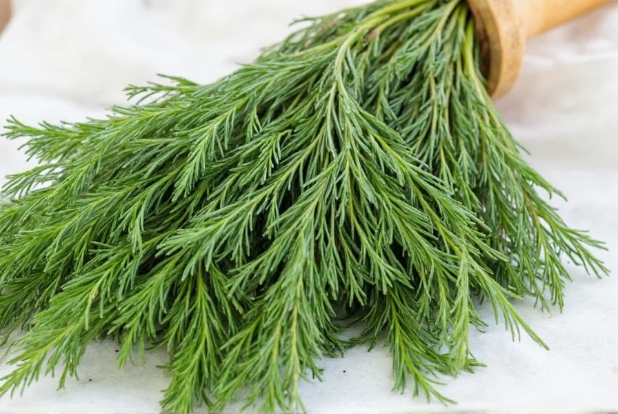 Bundle of fresh dill hanging to dry