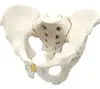 PNT-0111 plastic medical skeleton model Customized