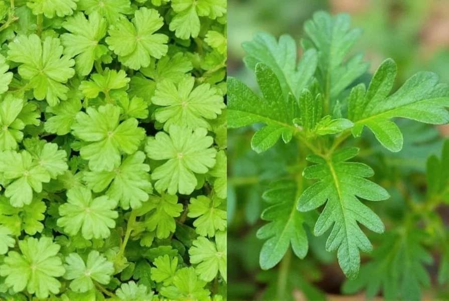Comparison of fresh coriander leaves and dried coriander seeds
