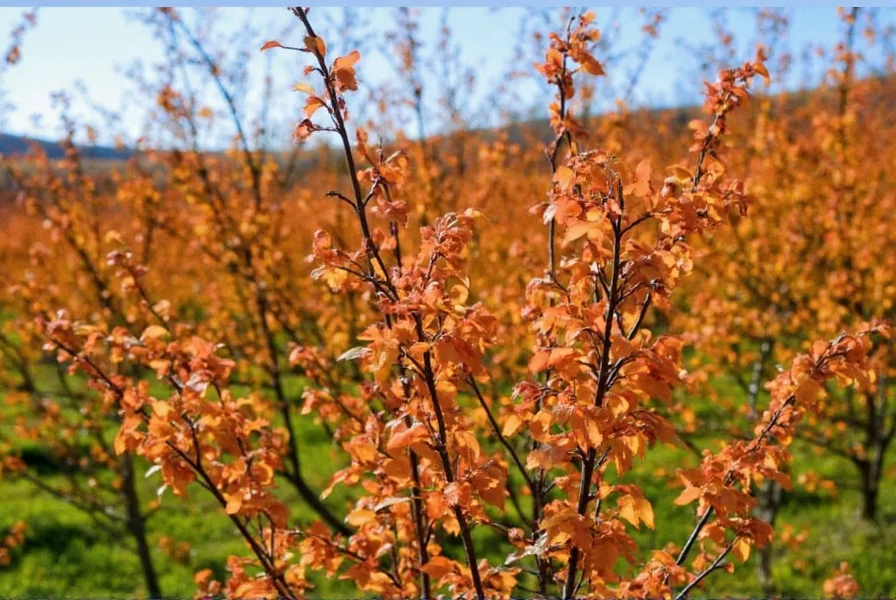 Potted cassia cinnamon tree