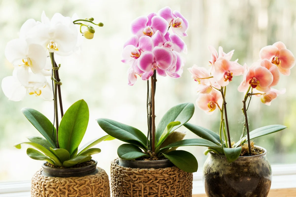 how do you take care of an indoor orchid plant