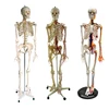 Learning Resources Human Skeleton Model 85cm Anatomical Model