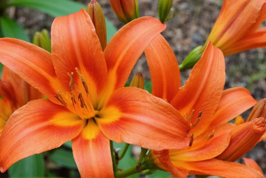 Close-up view of ginger lily rhizomes showing healthy root structure and growth points