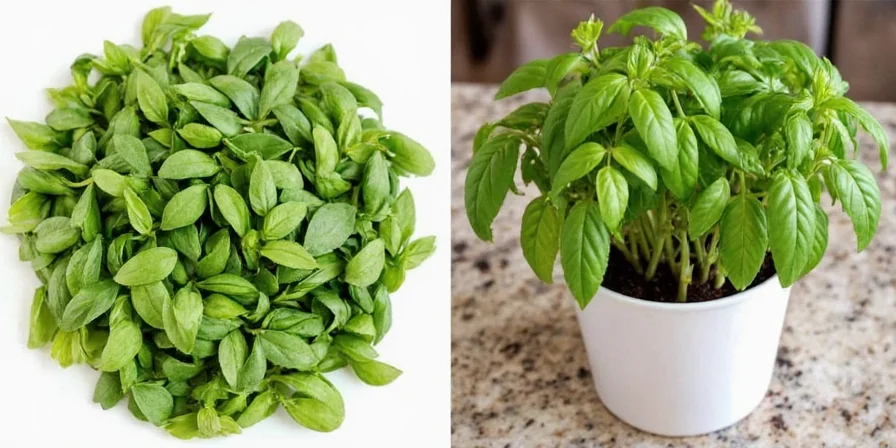 Dried basil blooming in oil