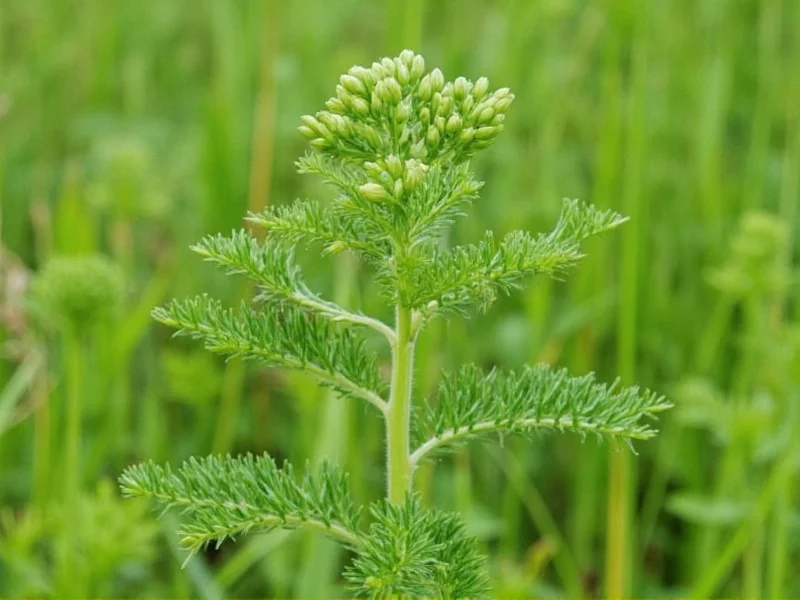 Is Dill Weed Good for You? Science-Backed Benefits