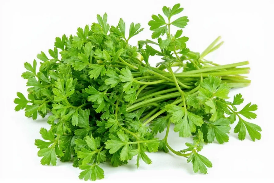 Coriander plant growing in garden with flowers and seeds