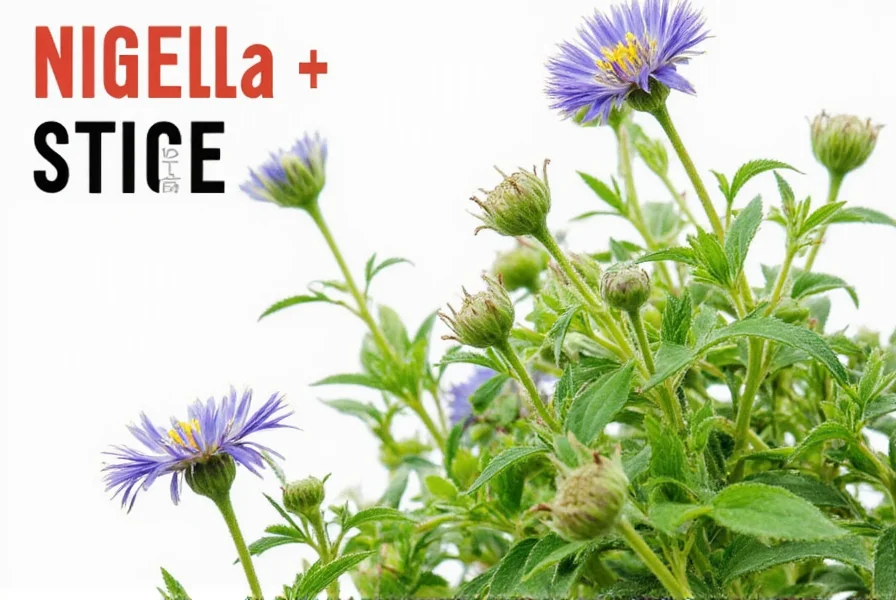 Growing nigella sativa in garden