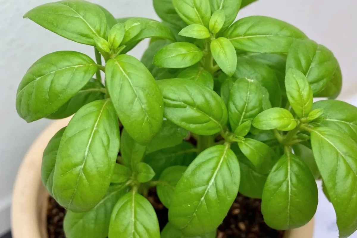 how to pick basil leaves from plant