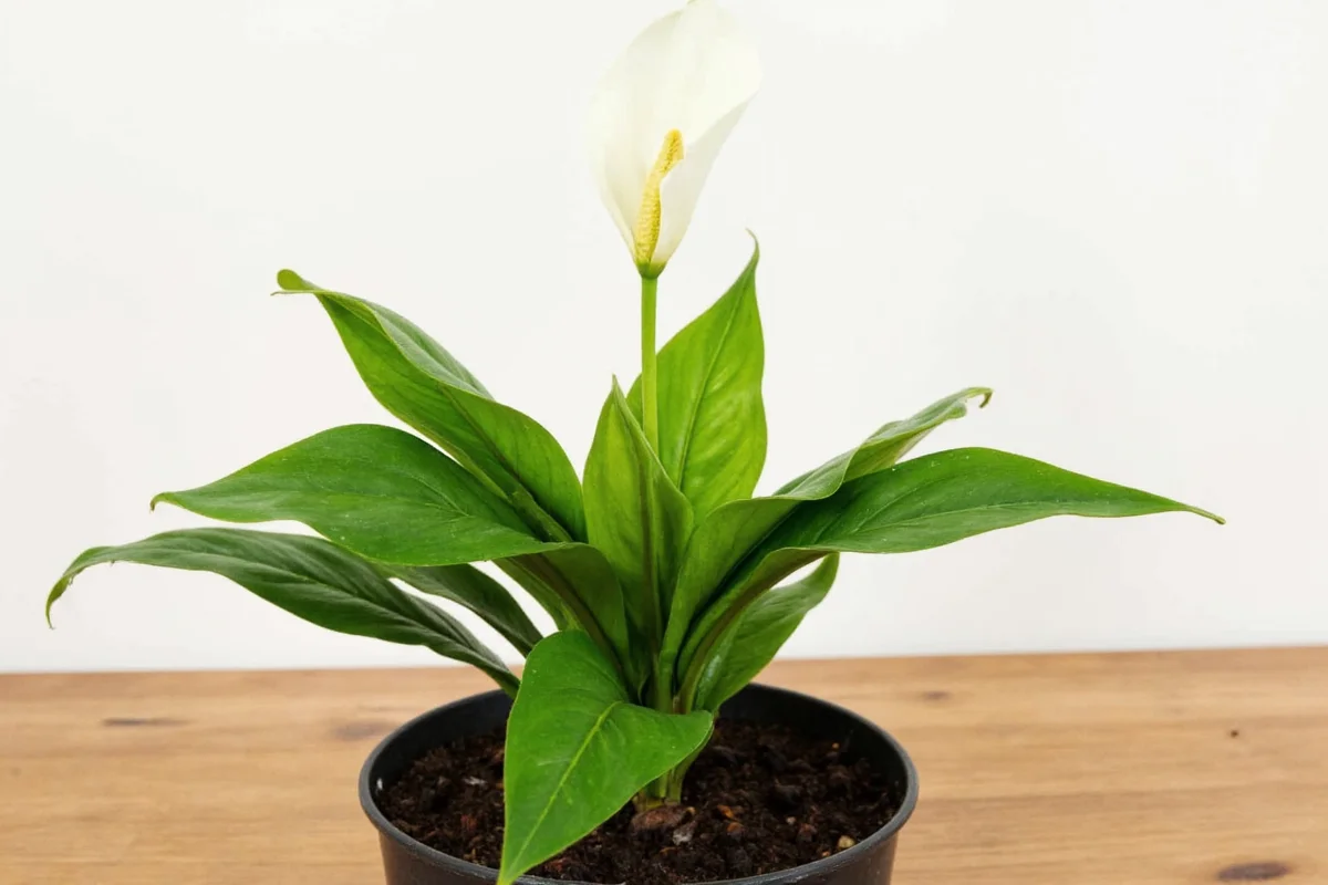 how to transplant a peace lily plant
