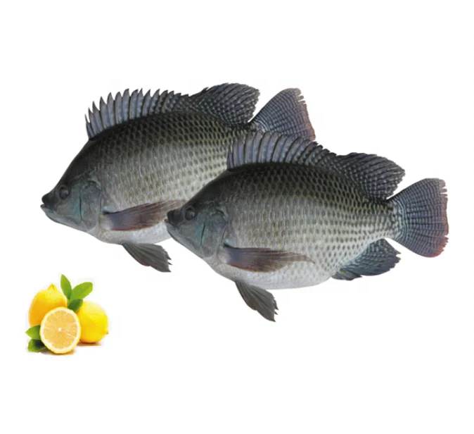 
Hot Sale Whole Round 90%NW Frozen Black Tilapia Fish Price per kg  (60828054158)