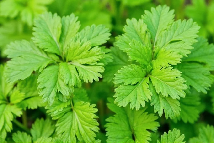 Coriander seedlings growing in garden soil with proper spacing