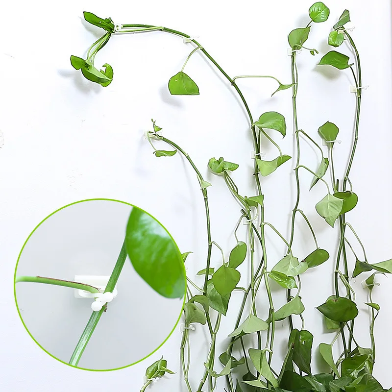 

Plant climbing wall Self-Adhesive Fastener Tied fixture Vine Hook Garden plant wall climbing Vine Clips Fixed Hook