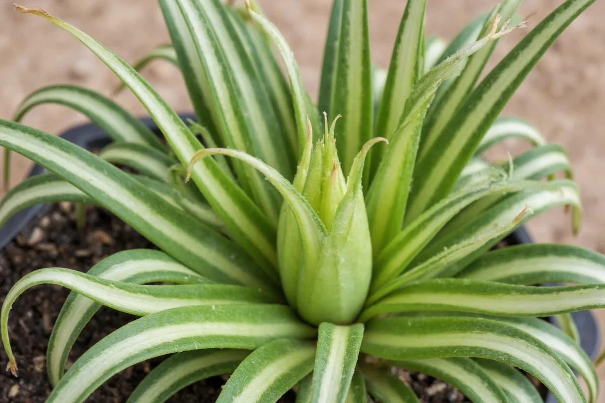 are spider plants poisonous to animals