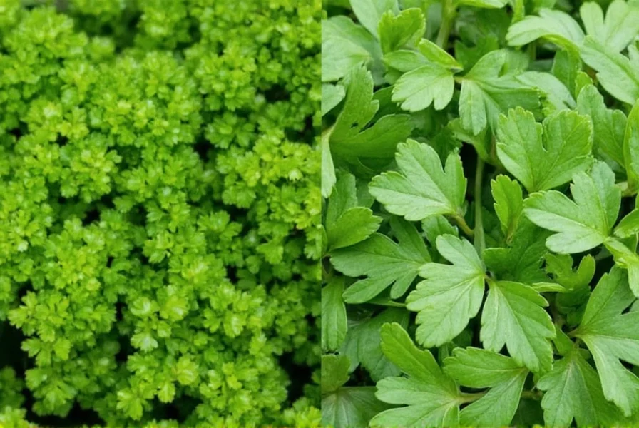 Close-up comparison of curly leaf parsley and flat-leaf parsley varieties showing texture and color differences