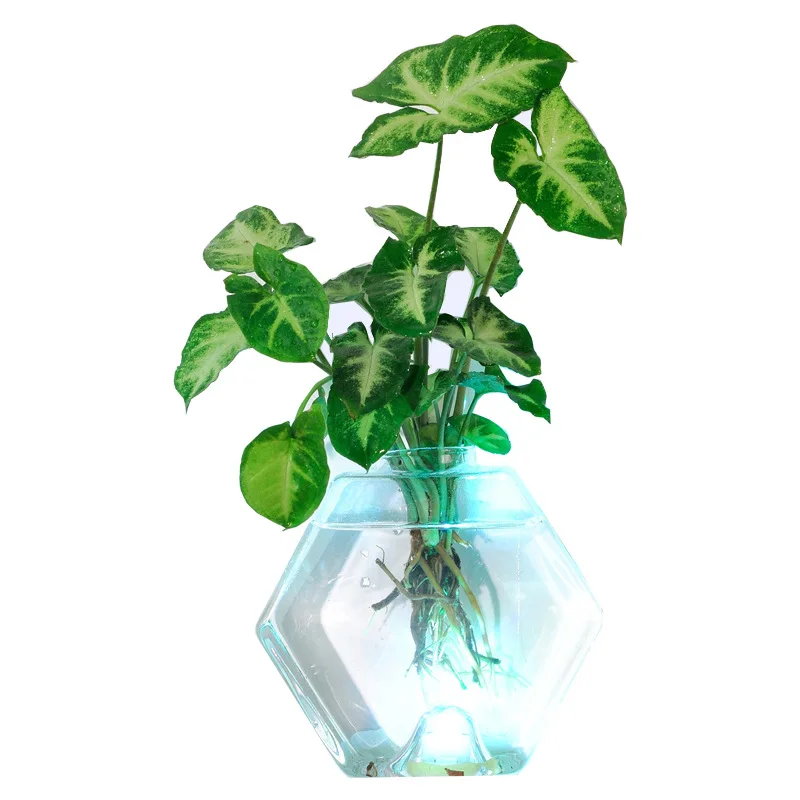 

Creative Glass Vase Ttransparent European Living Room Modern Simple Wall Hanging Green Water Culture Vase Decoration Small Fresh, Picture